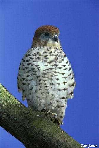 Mauritius Kestrel